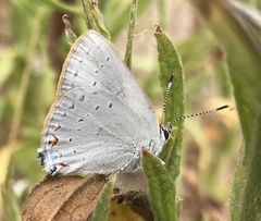 Satyrium sylvinus dryope