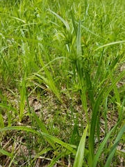 Carex folliculata