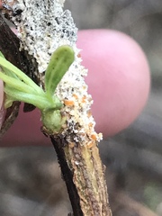 Puccinia baccharidis