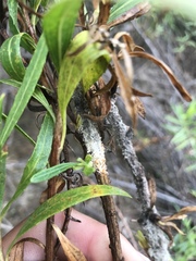 Puccinia baccharidis