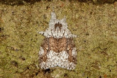 Dasychiroides pratti