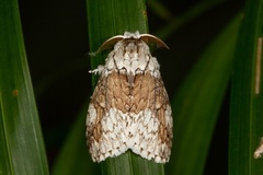 Dasychiroides pratti