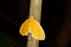 Euproctis crocea