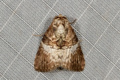 Acatapaustus mesoleuca