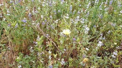 Malacothrix californica