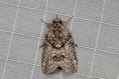 Nycteola polycyma