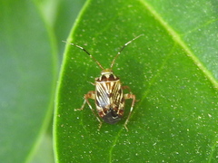 Taedia virgulata