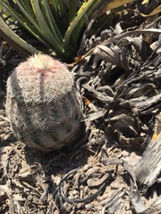 Echinocereus pectinatus pectinatus