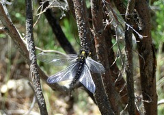 Libelloides hispanicus