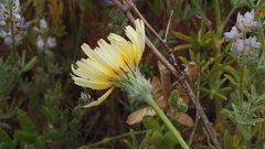 Malacothrix californica