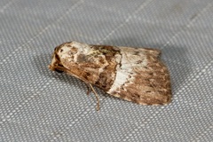 Acatapaustus mesoleuca