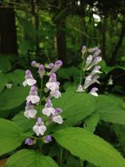 Scutellaria serrata