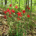 Silene virginica robusta - Photo (c) Andrew Lane Gibson, some rights reserved (CC BY-NC), uploaded by Andrew Lane Gibson