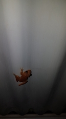 Litoria coplandi