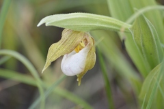 Cypripedium candidum