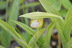 Cypripedium candidum