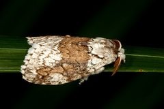 Dasychiroides pratti