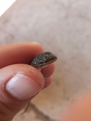 Sceloporus dugesii