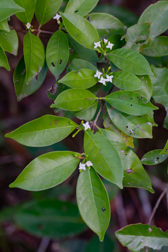 Cordiera myrciifolia