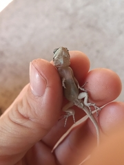 Sceloporus dugesii