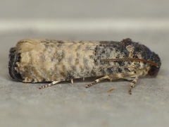 Epiblema obfuscana