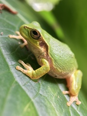 Hyla japonica
