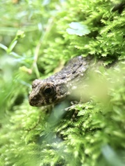 Fejervarya kawamurai