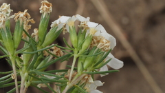 Leptosiphon floribundus glaber