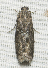 Sciota subcaesiella
