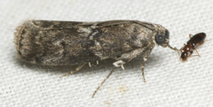 Sciota subcaesiella