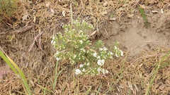 Leptosiphon floribundus glaber