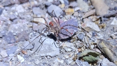 Parasitiformes