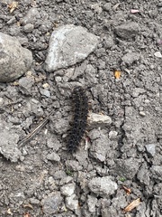 Hemileuca eglanterina