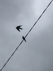 Hirundo rustica