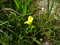 Lathyrus annuus
