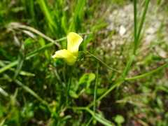 Lathyrus annuus