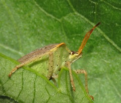 Euschistus conspersus