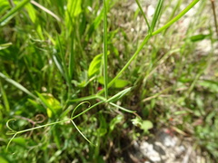 Lathyrus annuus