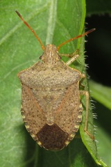 Euschistus conspersus