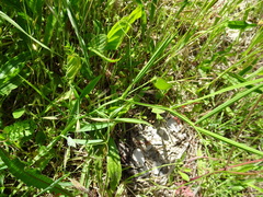 Lathyrus annuus