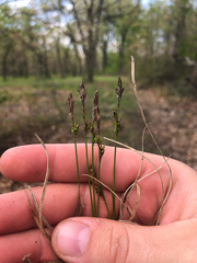 Carex lucorum