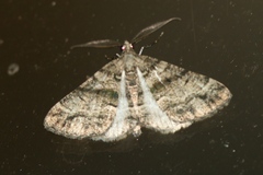 Lipogya eutheta