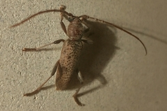 Brothylus gemmulatus