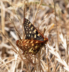 Euphydryas chalcedona chalcedona