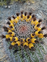 Ferocactus emoryi emoryi