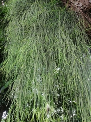 Rhipsalis baccifera