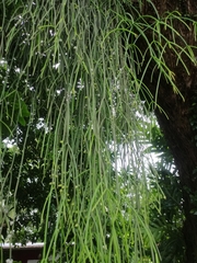 Rhipsalis baccifera