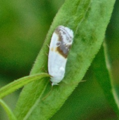 Ponometia binocula