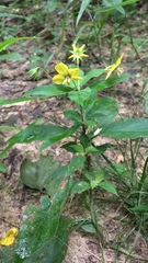 Lysimachia ciliata