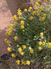 Gaillardia spathulata